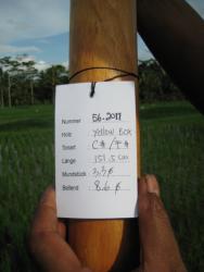 Didgeridoo Eukalyptus 2011-56 